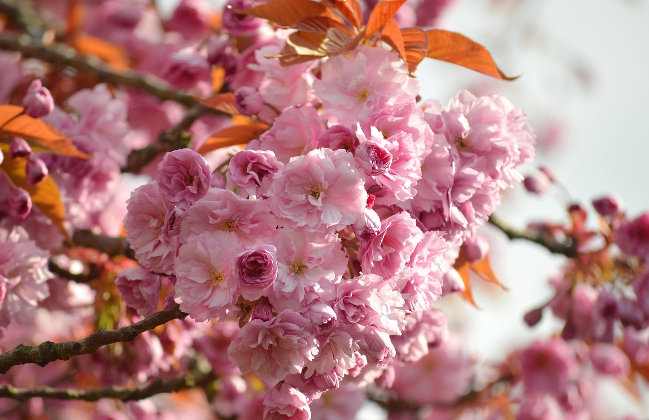 Sakura