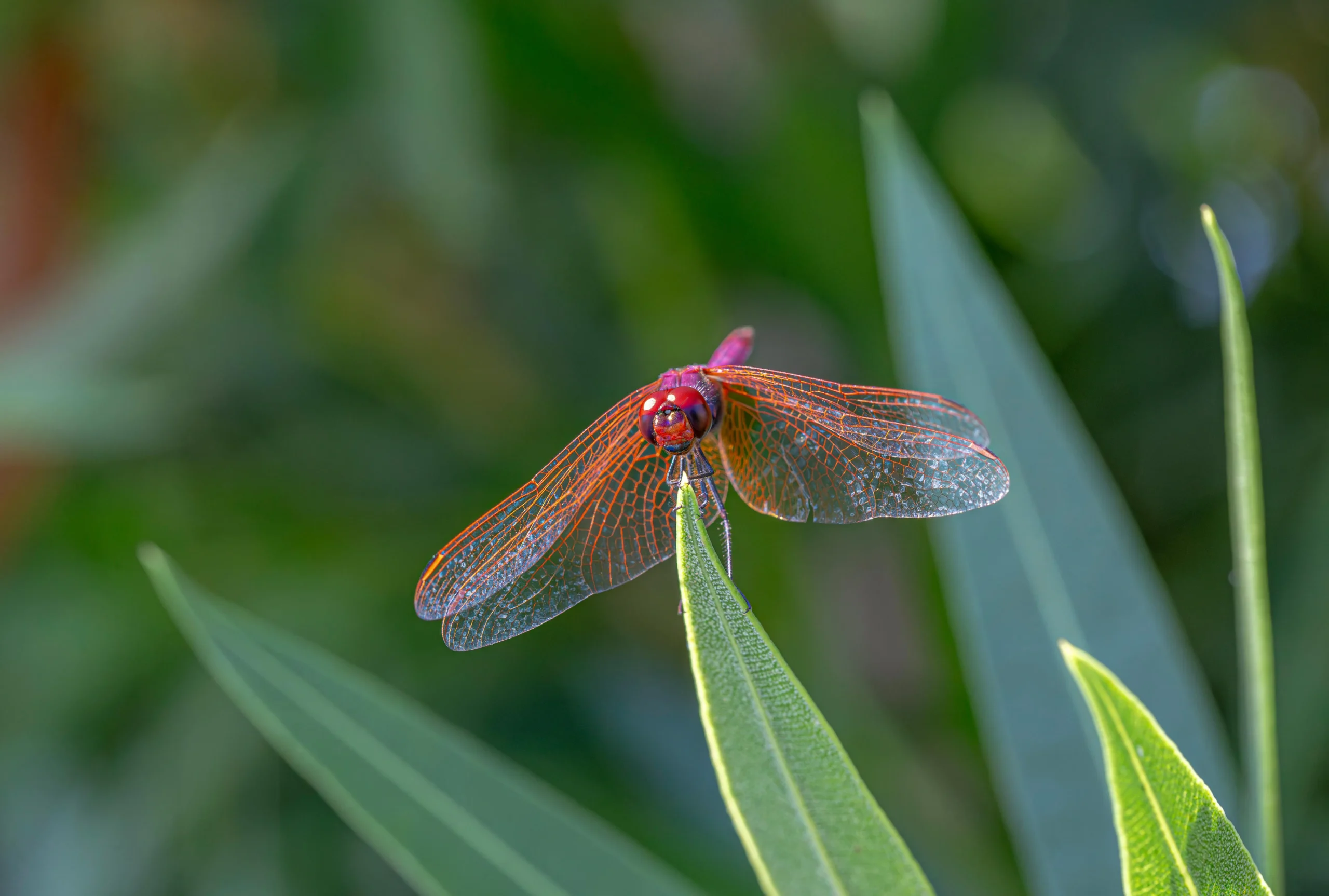 Dragonfly